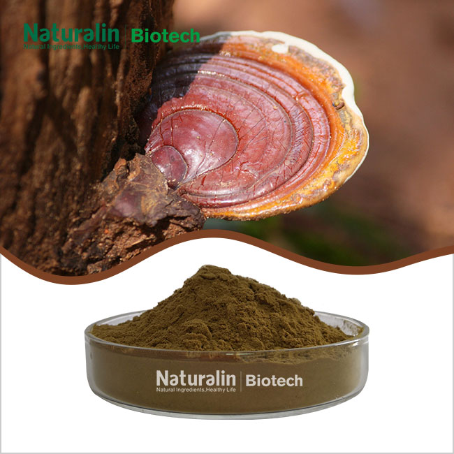 Ganoderma Extract Powder